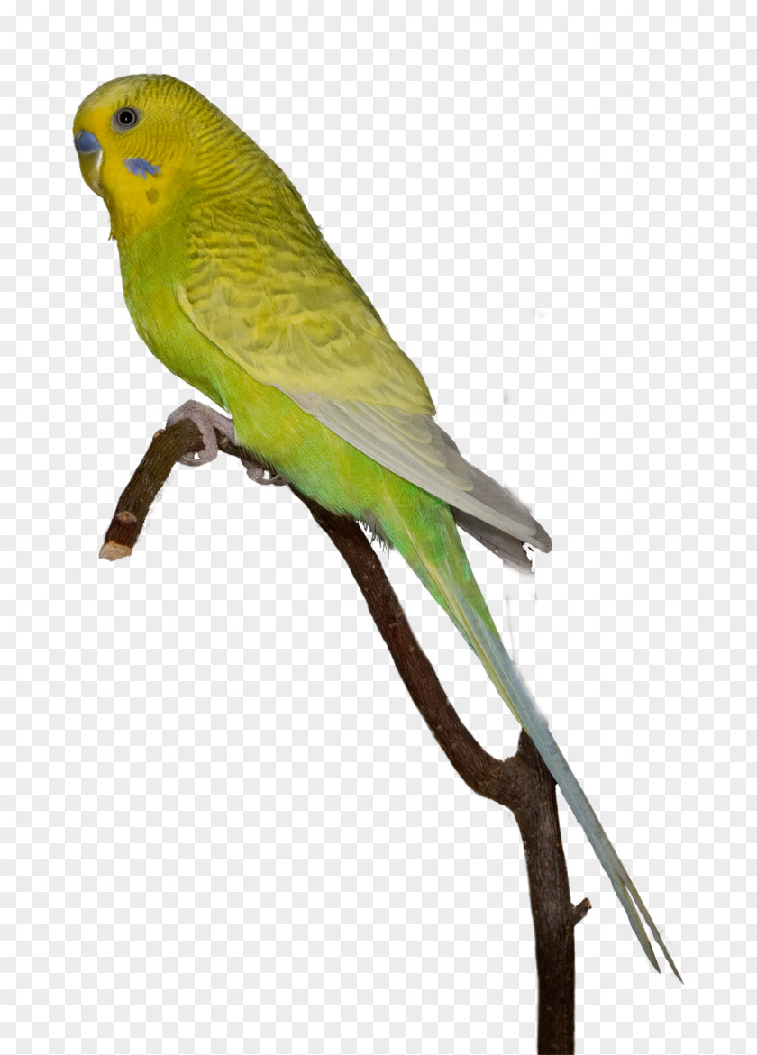 Bird Budgerigar Lovebird Macaw Parakeet PNG