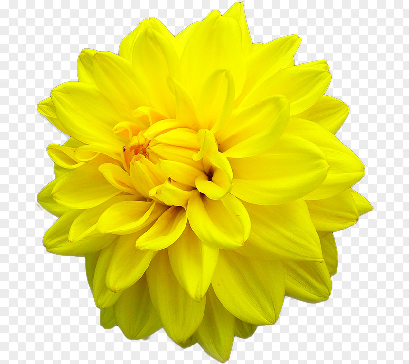 Flower Dahlia Yellow Stock Photography Color PNG