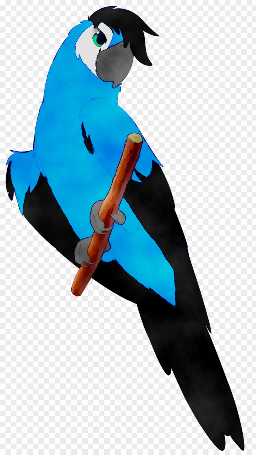 Macaw Parakeet Pet Feather Beak PNG