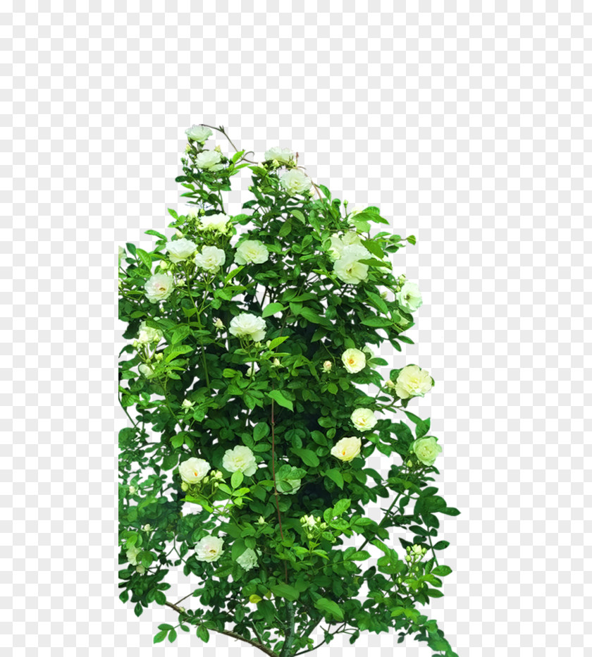 Rose Shrub Tree PNG