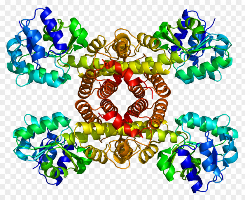 3-hydroxyisobutyrate Dehydrogenase Nicotinamide Adenine Dinucleotide Enzyme Gamma-glutamyltransferase PNG