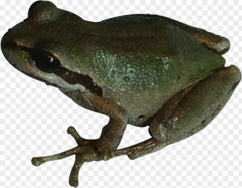 Brown Frog American Bullfrog PNG