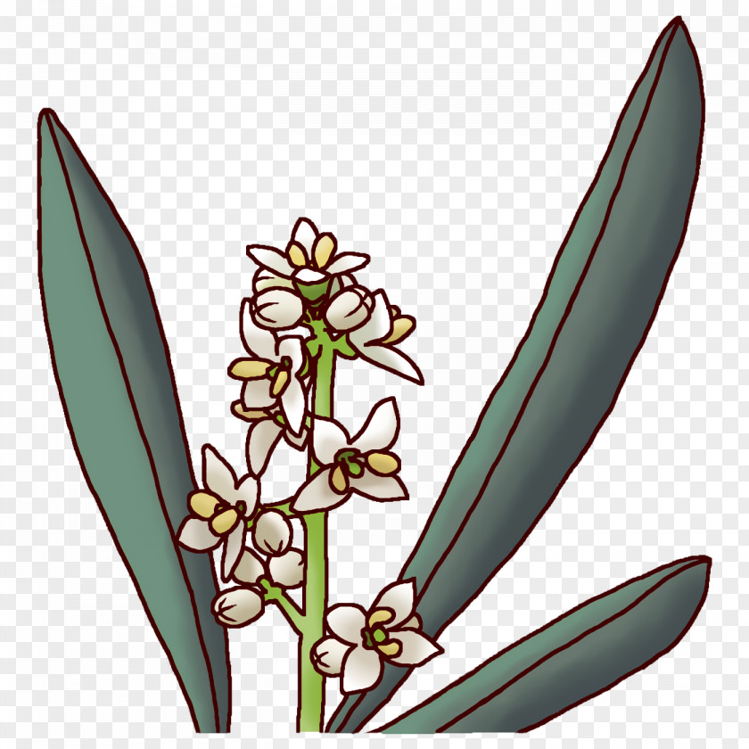 Flower Plants Science Biology PNG