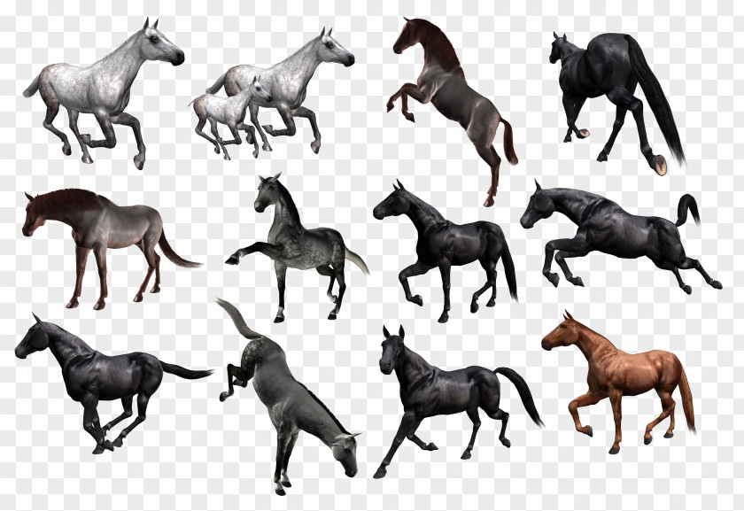 Herd Of Horses Mustang Clip Art PNG