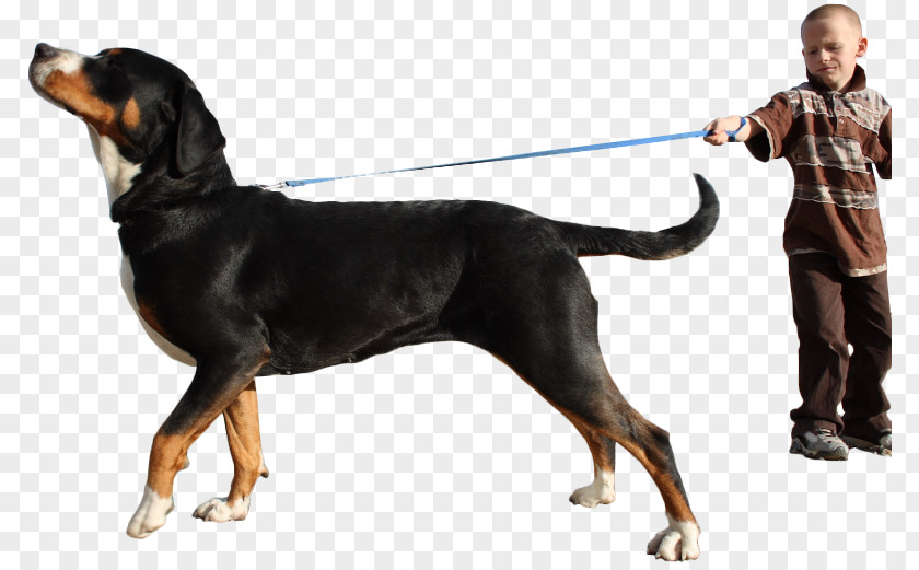 Lead Videos Dog Breed Black And Tan Coonhound Transylvanian Hound Polish Hunting Smaland PNG