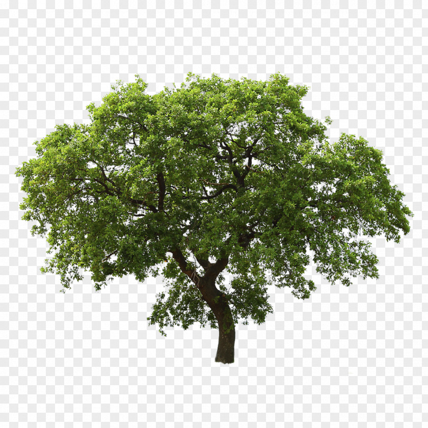 Tree Oak Clip Art PNG