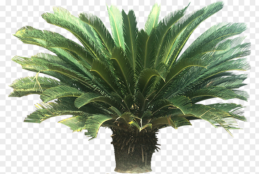 Tropical Cycad Sago Palm Houseplant Arecaceae PNG