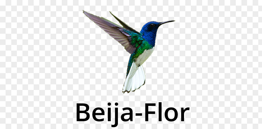 Beija Flor Fauna Feather Beak Wildlife PNG