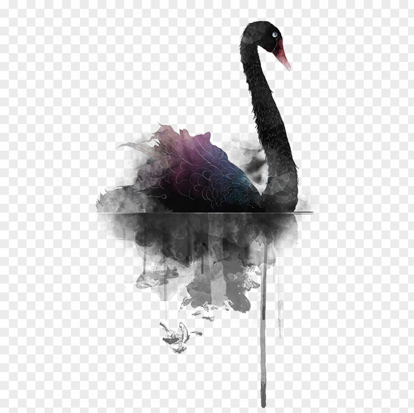 Black Swan PNG