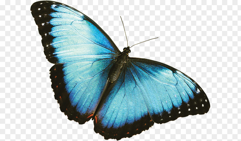 Butterfly Morpho Menelaus Frederik Meijer Gardens & Sculpture Park Desktop Wallpaper PNG