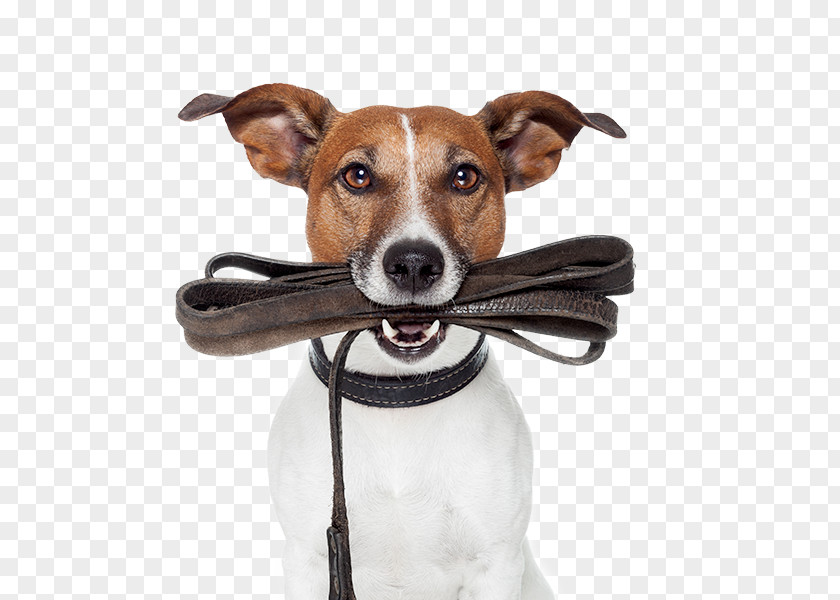 Dog Lead Pet Sitting English Cocker Spaniel Leash Obedience Training Landheim And Boarding PNG