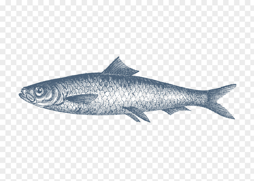 Fish Sardine Products Herring Anchovy Oily PNG
