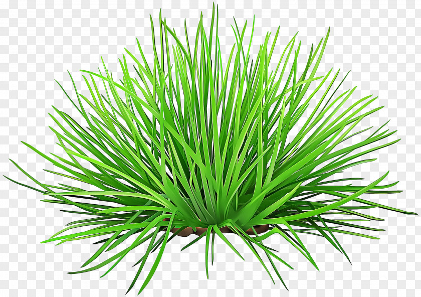 Lodgepole Pine Leaf Plant Grass Red Shortstraw Family PNG