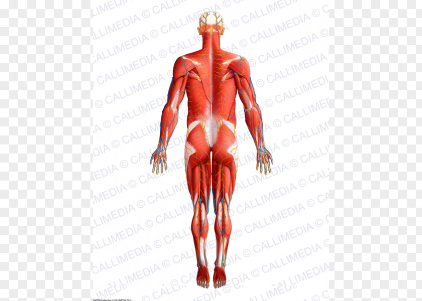 Muscle Homo Sapiens Human Anatomy & Physiology Muscular System PNG