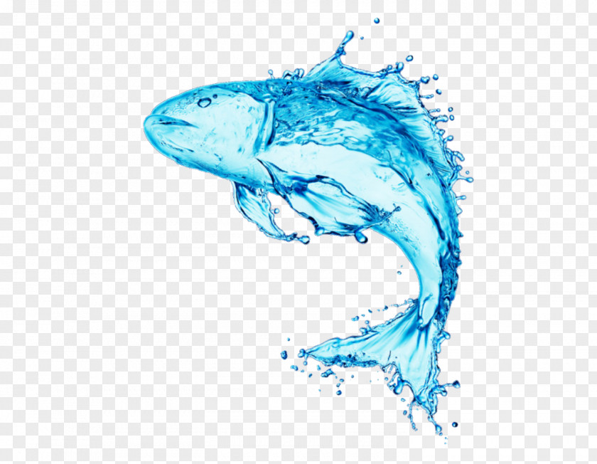 Water Fish Stock Photography Royalty-free PNG