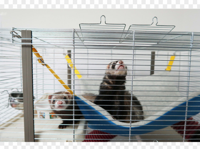 Ferret Animal Shelter 4K Resolution PNG