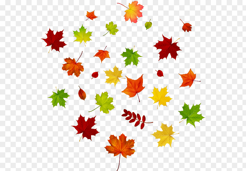 Maple Autumn Leaves Leaf Color PNG