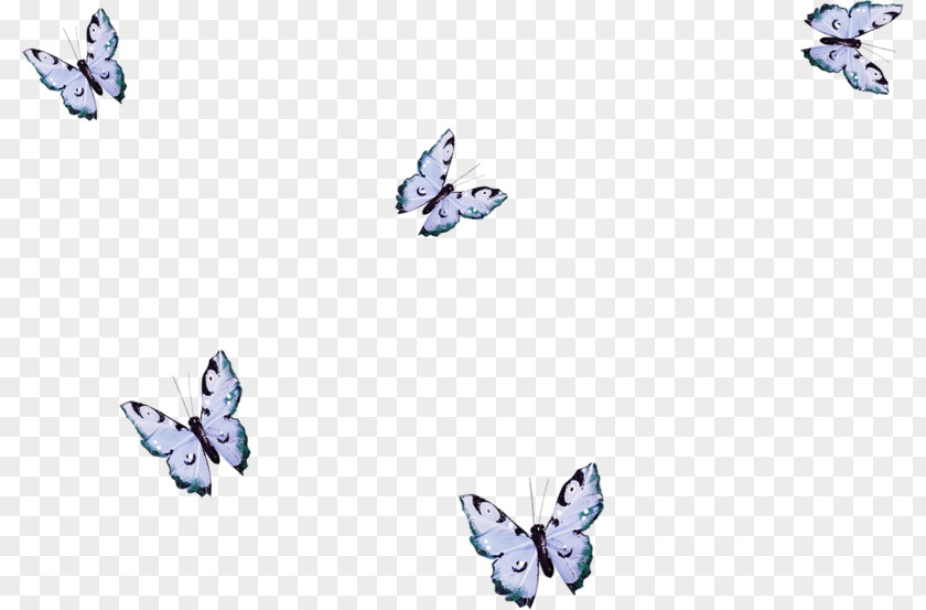 May Background Butterfly Borboleta Insect M / 0d Painting PNG