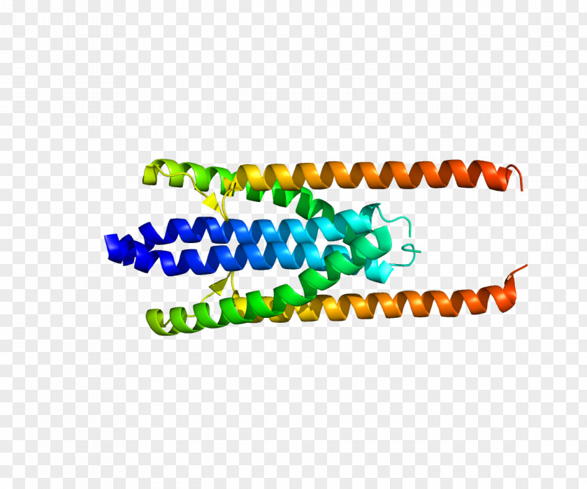 Protein PRC1 Cytokinesis Cell Cycle Gene PNG