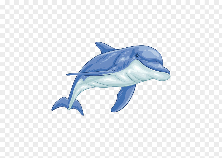 Blue Whale Roughtoothed Dolphin Cartoon PNG