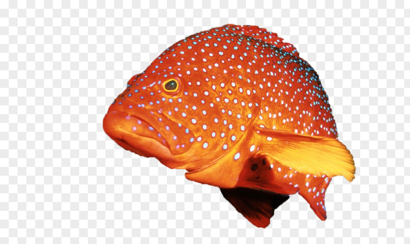 Computer Desktop Wallpaper Fish PNG
