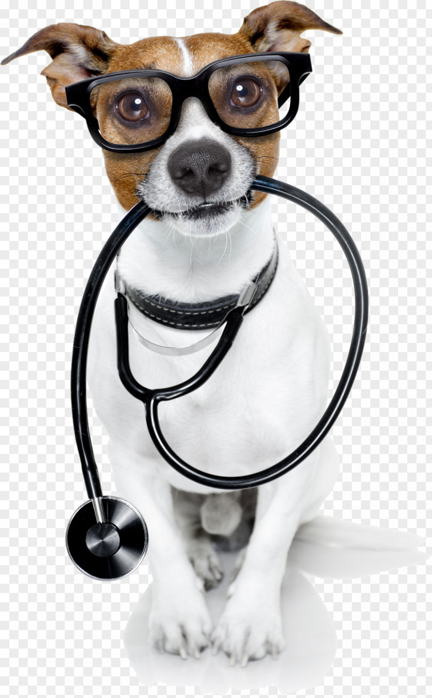 Veterinarian Dog Pet Cat Physician PNG