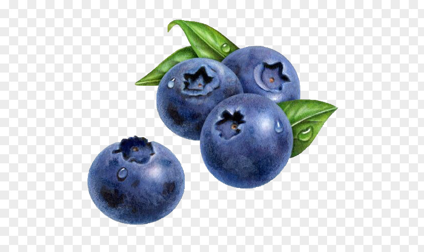 Blueberry American Muffins Drawing Watercolor Painting PNG