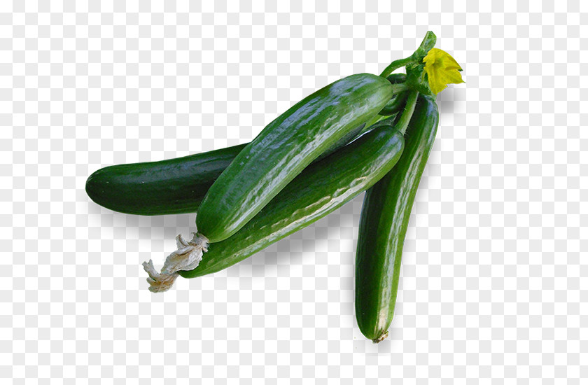 Cucumber Serrano Pepper Jalapeño Pasilla Chili PNG
