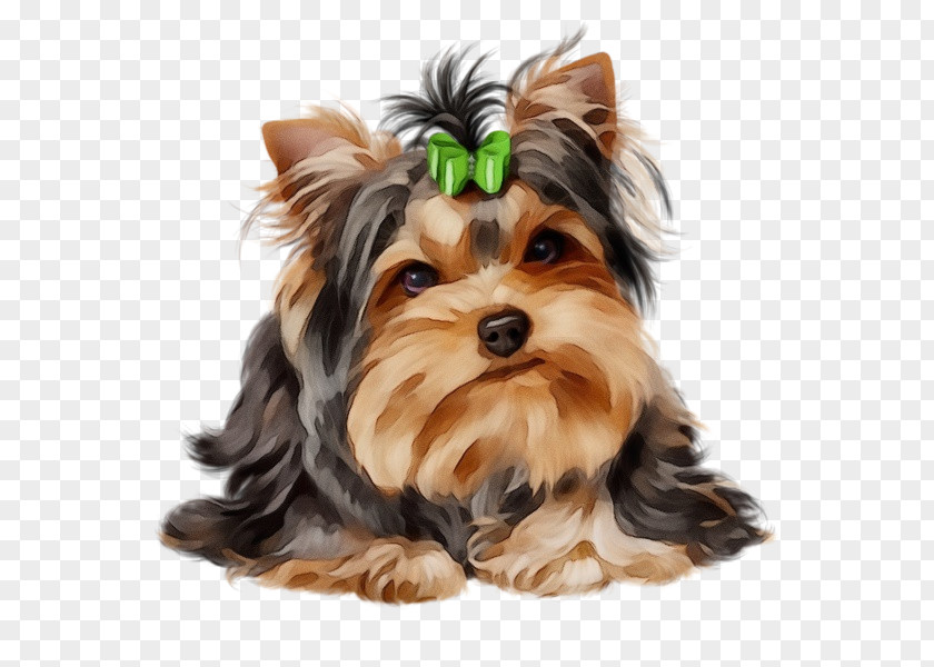 Dog Yorkshire Terrier Puppy Biewer PNG