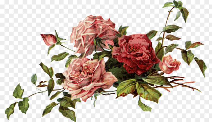 Flower Garden Roses China Rose Cabbage Floribunda Beach PNG