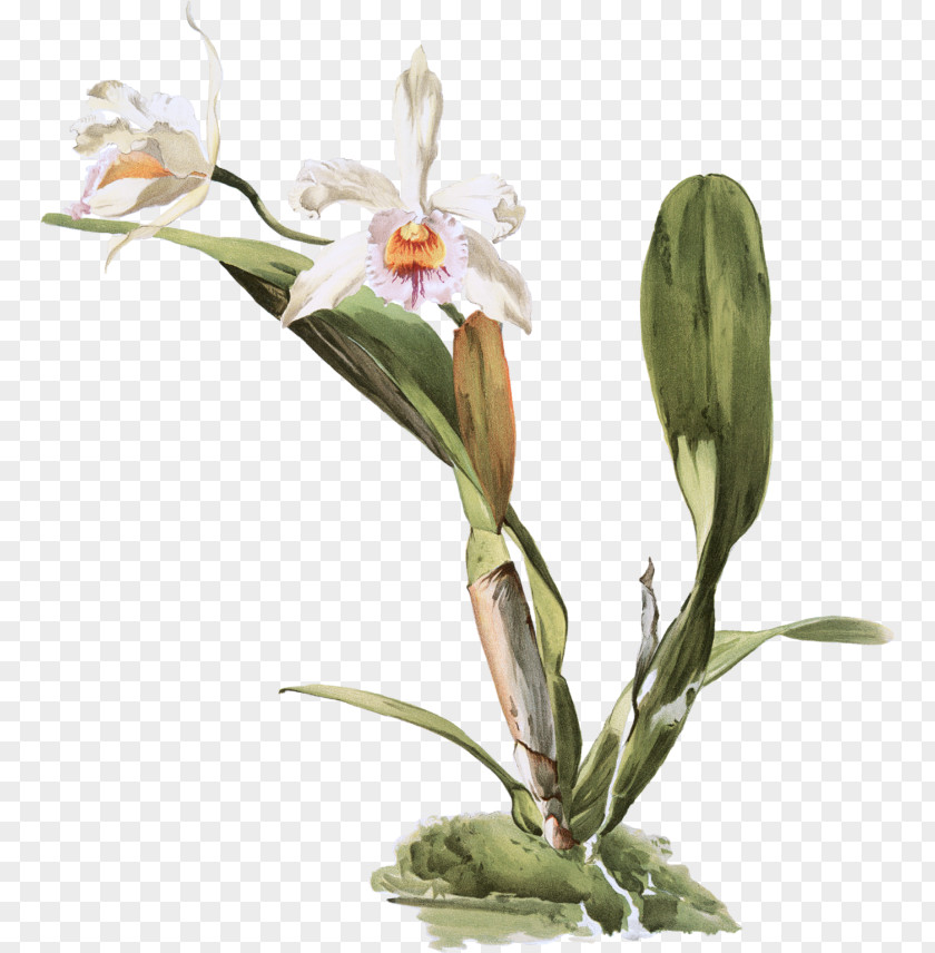 Flower Moth Orchids Reichenbachia: Illustrated And Described Lindenia: Iconography Of Slipper Cattleya Lueddemanniana PNG