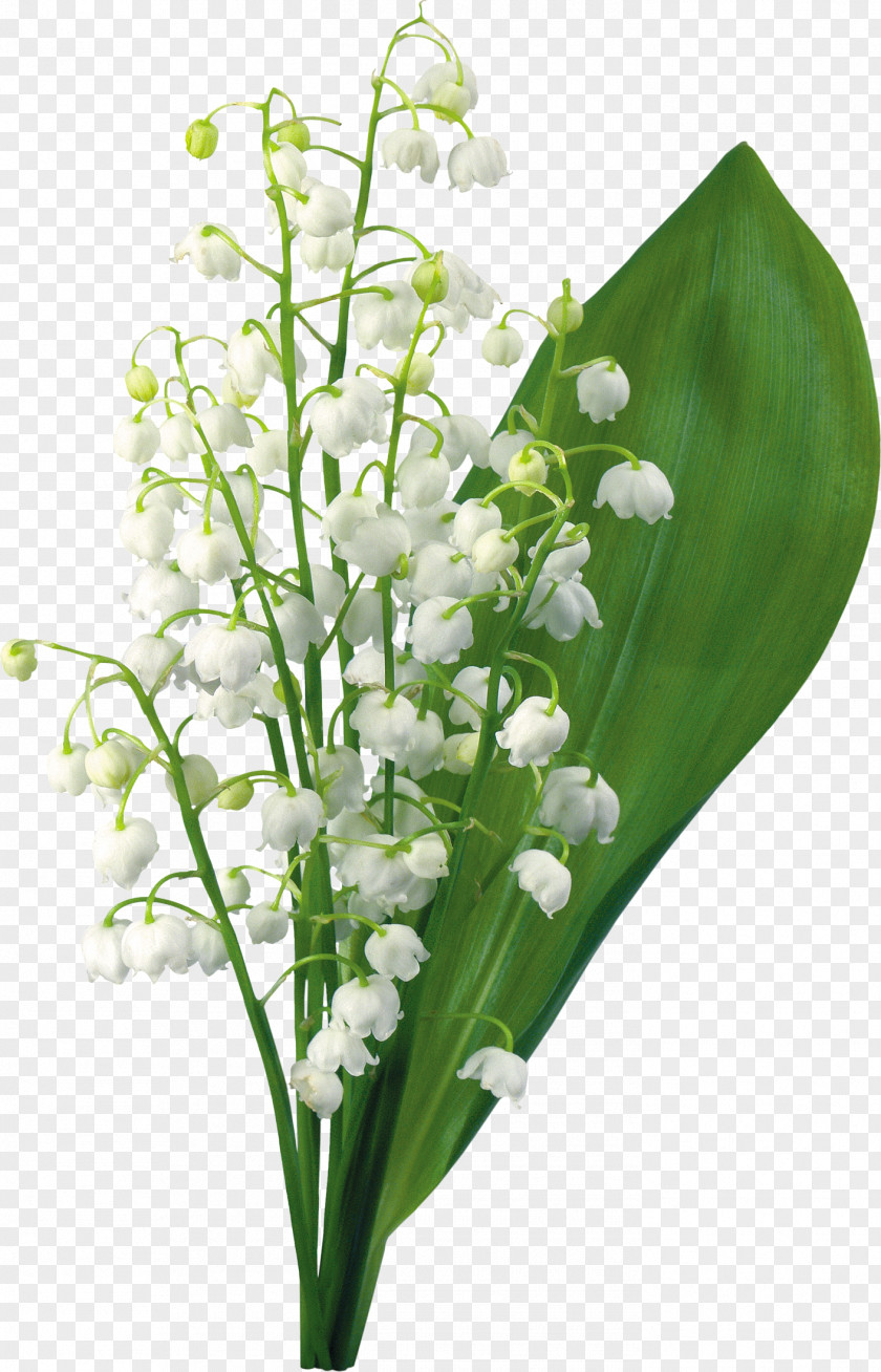 Lily Of The Valley May 1 PNG