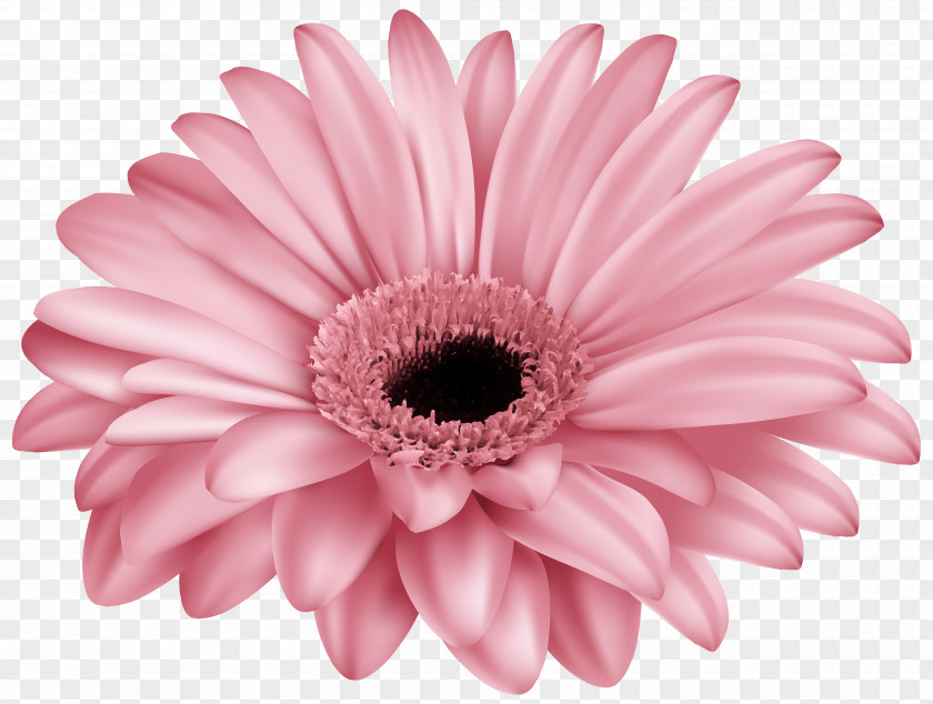 Pink Gerber Clip Art Image Transvaal Daisy Flower Common Color PNG