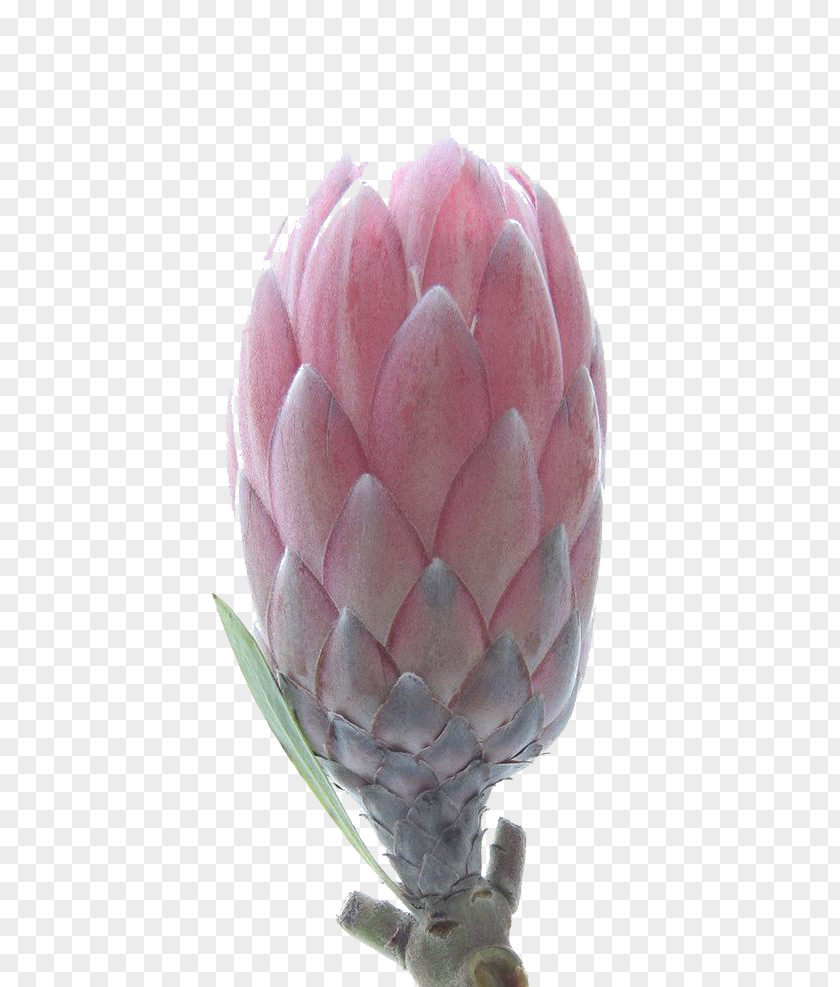 Tulip Buds Protea Cynaroides Petal Flower Botanical Illustration PNG