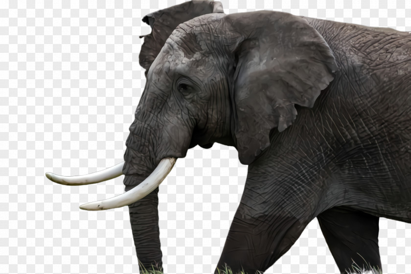 Animal Figure Snout Indian Elephant PNG