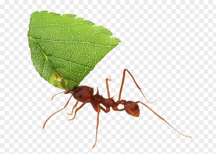 Ants Texas Leafcutter Ant Acromyrmex Atta Cephalotes Insect PNG