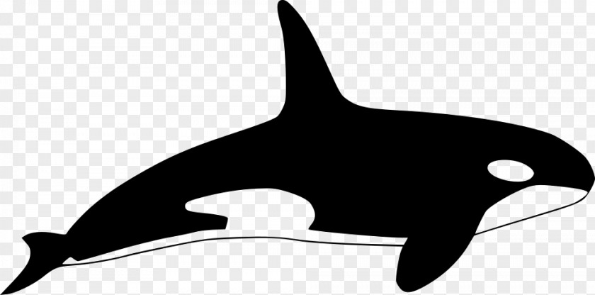 Dolphin Killer Whale Clip Art PNG