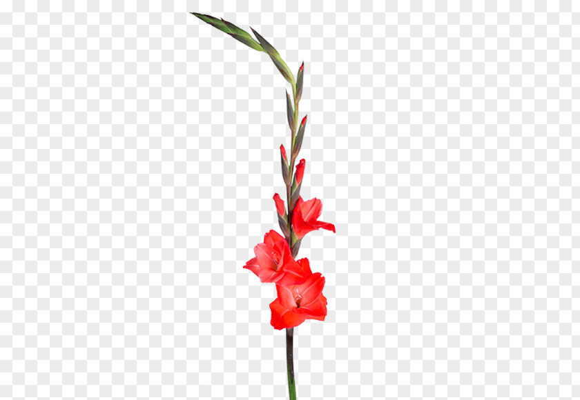 Gladiolus Plant Stem Cut Flowers Floral Design PNG