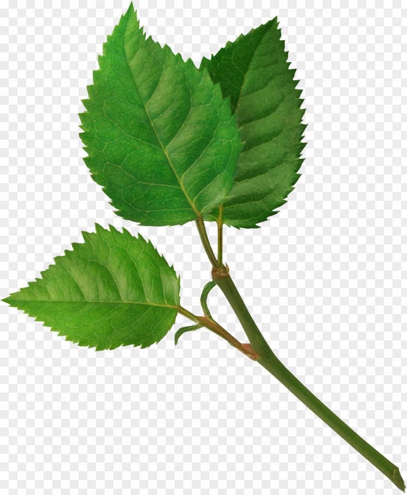 Leaf Blog Drawing Clip Art PNG