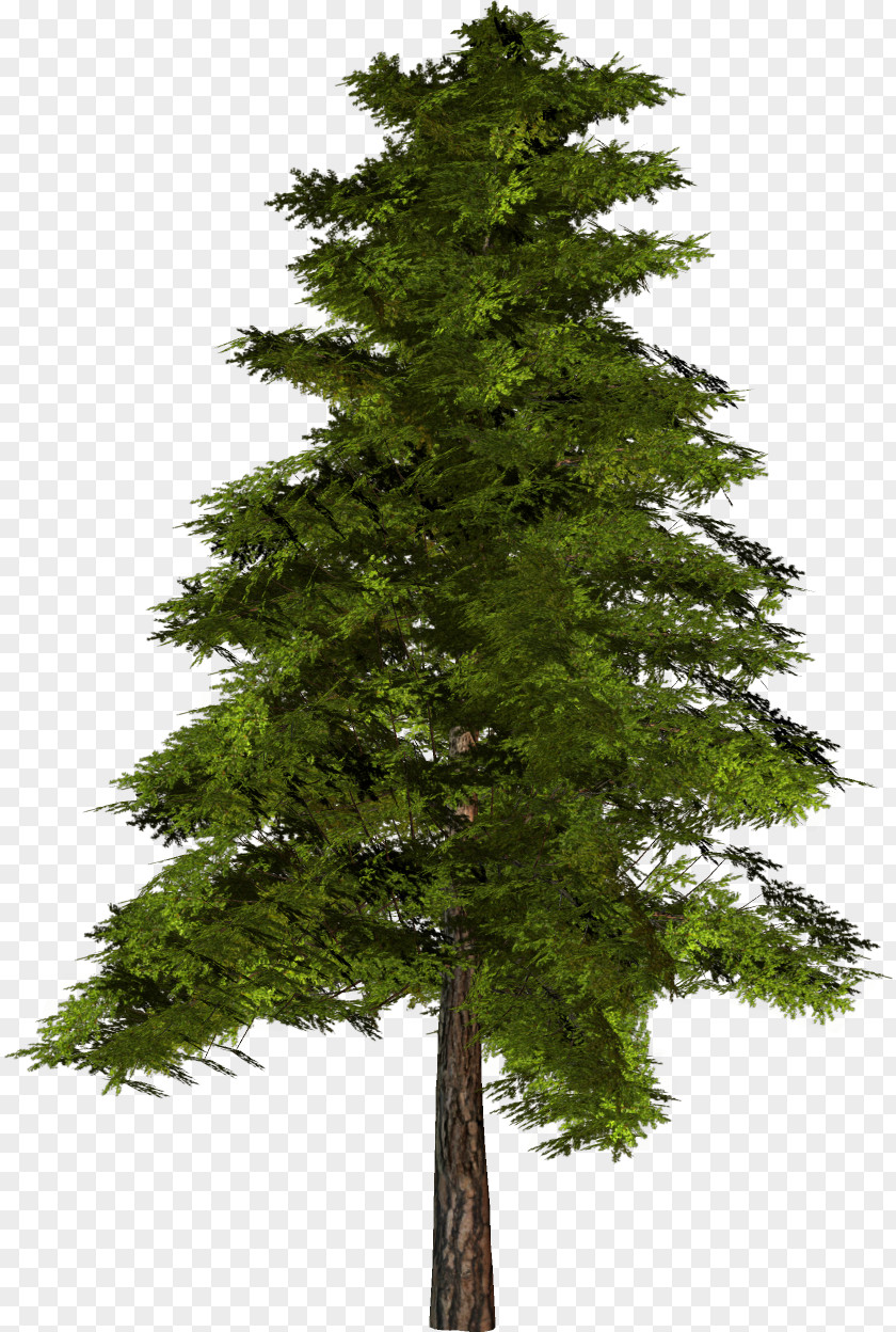 Batterry Frame Spruce-fir Forests Evergreen Pine Conifers PNG
