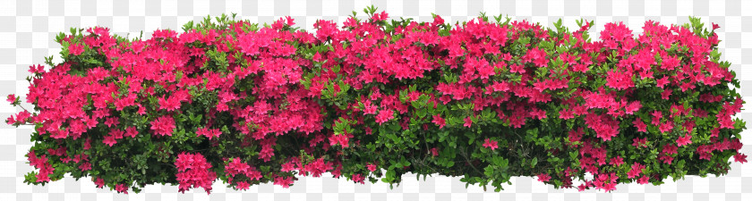 Bushes Arbustos Con Flor Shrub Flower Tree PNG
