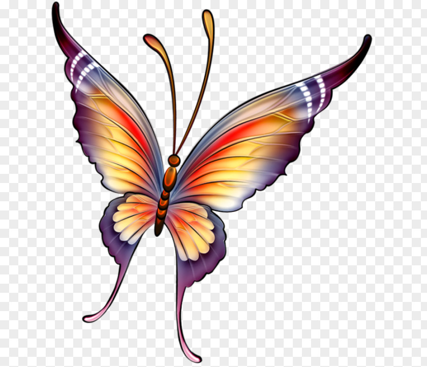 Butterfly Drawing Painting PNG