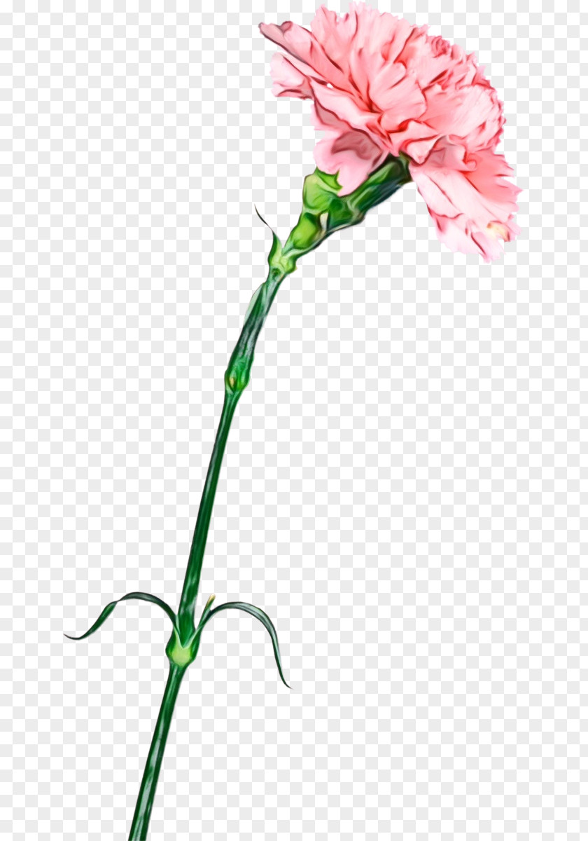 Carnation Pink Family Flower Cut Flowers Plant Pedicel PNG