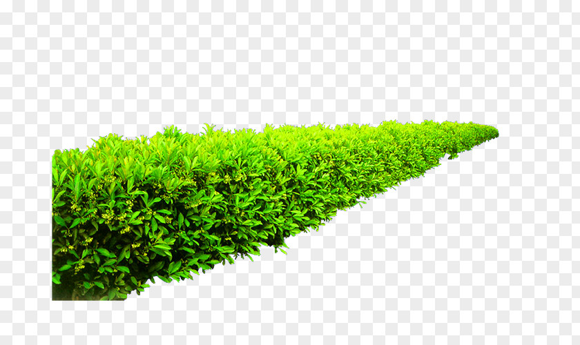 Green And Fresh Grass Decoration Pattern Shrub Garden Plant Height PNG