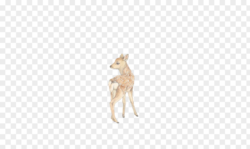 Reindeer Coyote Antler Antelope Jackal PNG