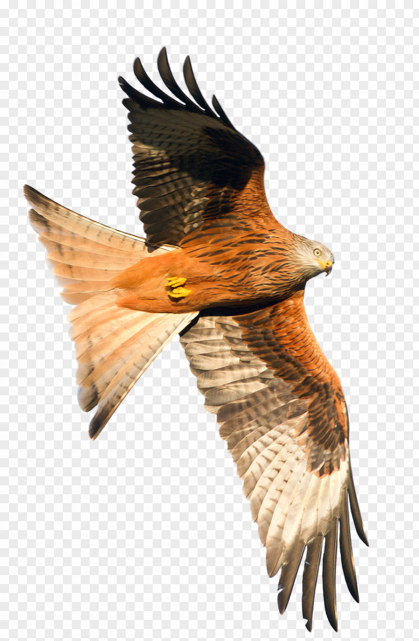 Aak Hawk Songjeong Station Bird Buzzard Beak PNG