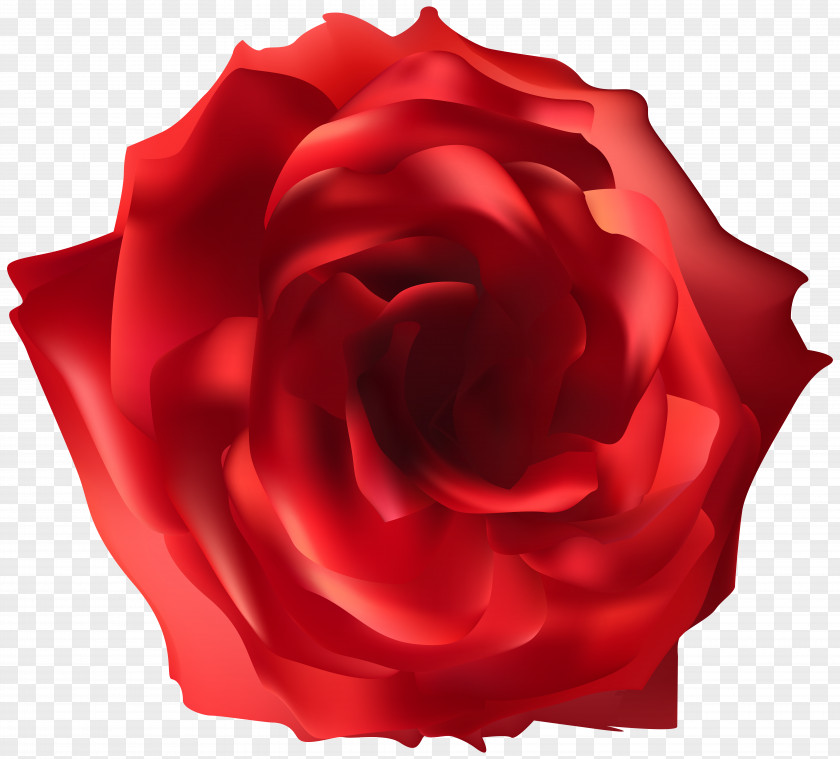 Red Rose Clip Art Image File Formats Lossless Compression PNG