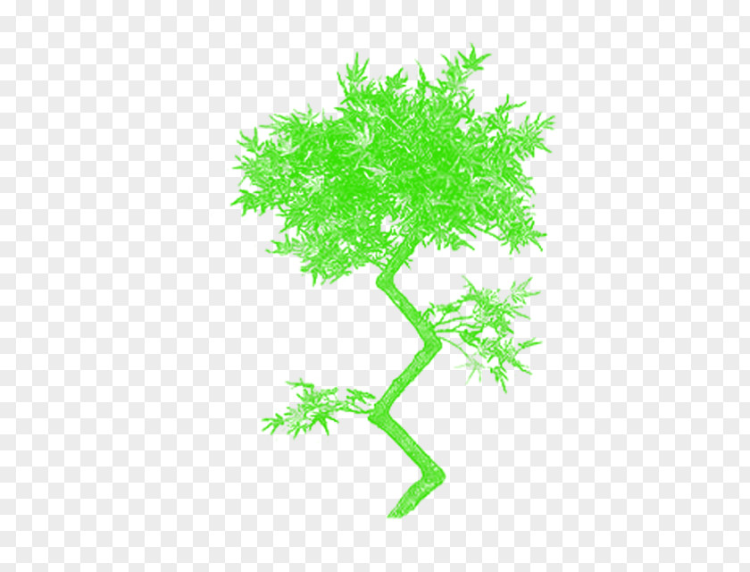 Tree Vector Graphics Branch Clip Art Plants PNG