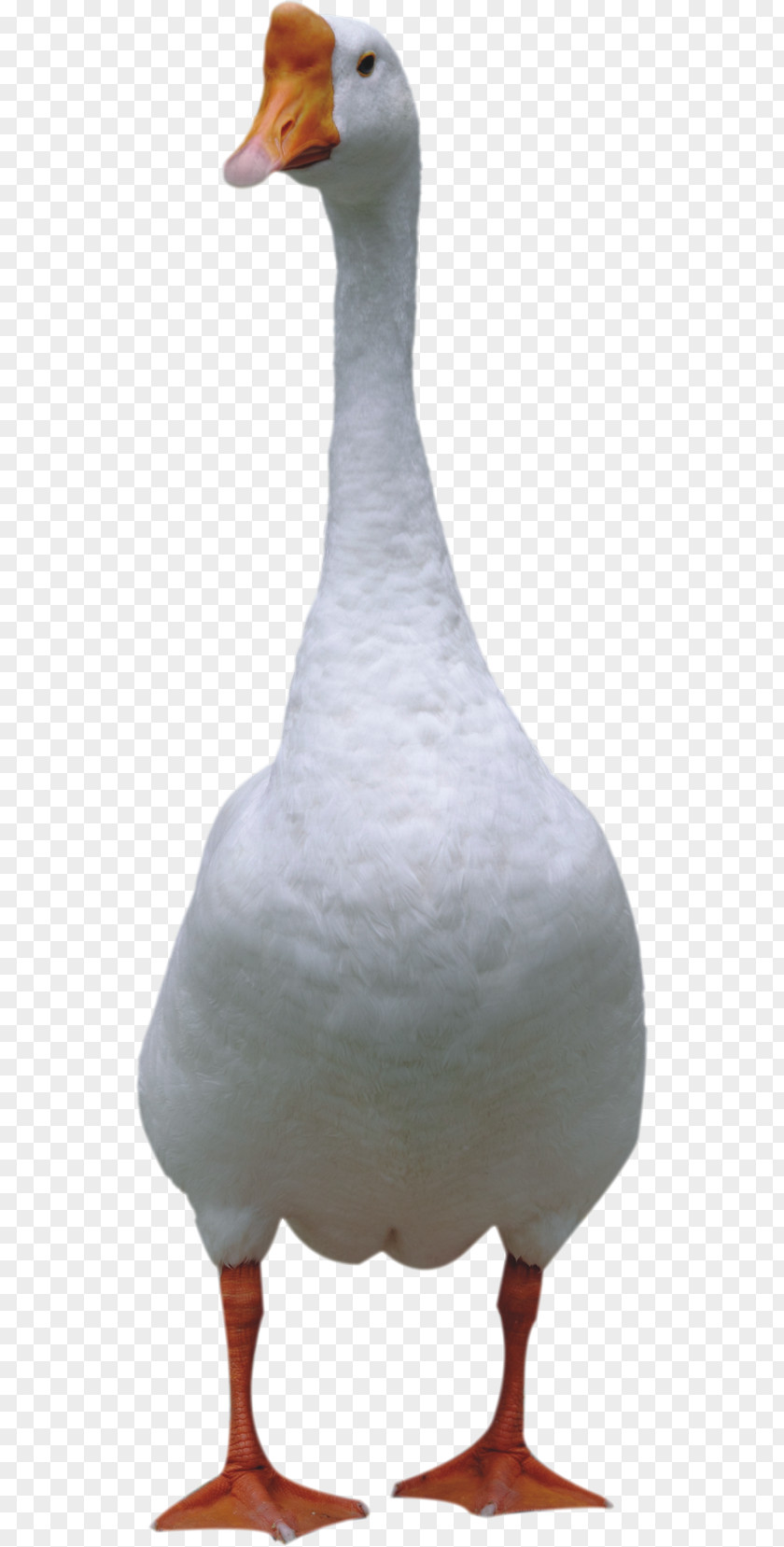 Goose Duck Domestic Bird Cygnini PNG