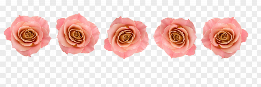 Love Affair Garden Roses Conspire Pink Cut Flowers PNG